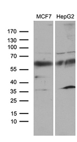 ZNF329 Antibody - Western blot analysis of extracts. (35ug) from 2 different cell lines by using anti-ZNF329 monoclonal antibody. (1:500)