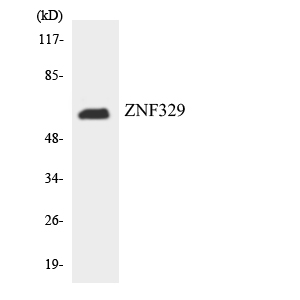 ZNF329 Antibody - Western blot analysis of the lysates from RAW264.7cells using ZNF329 antibody.