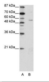 ZNF329 Antibody - A: Marker, B: HepG2 Cell Lysate.  This image was taken for the unconjugated form of this product. Other forms have not been tested.