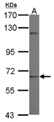 ZNF334 Antibody - Sample (30 ug of whole cell lysate) A: NT2D1 7.5% SDS PAGE ZNF334 antibody diluted at 1:1000