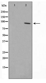 ZNF337 Antibody - Western blot of HeLa cell lysate using ZNF337 Antibody