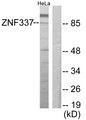 ZNF337 Antibody - Western blot analysis of extracts from HeLa cells, using ZNF337 antibody.