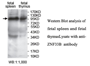 ZNF33B Antibody