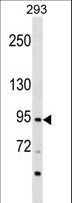 ZNF341 Antibody - ZNF341 Antibody western blot of 293 cell line lysates (35 ug/lane). The ZNF341 antibody detected the ZNF341 protein (arrow).