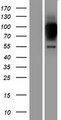 ZNF341 Protein - Western validation with an anti-DDK antibody * L: Control HEK293 lysate R: Over-expression lysate