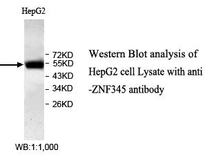 ZNF345 Antibody