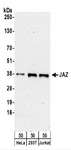 ZNF346 Antibody - Detection of Human JAZ by Western Blot. Samples: Whole cell lysate (50 ug) from HeLa, 293T, and Jurkat cells. Antibodies: Affinity purified rabbit anti-JAZ antibody used for WB at 0.1 ug/ml. Detection: Chemiluminescence with an exposure time of 3 minutes.