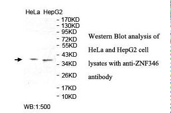 ZNF346 Antibody