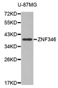 ZNF346 Antibody - Western blot analysis of extracts of various cell lines, using ZNF346 antibody.