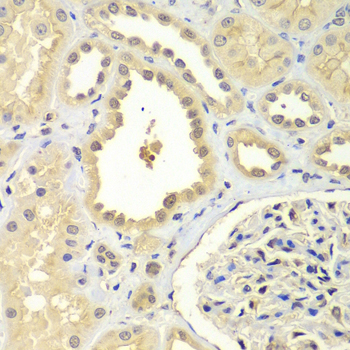 ZNF346 Antibody - Immunohistochemistry of paraffin-embedded human kidney tissue.