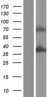 ZNF346 Protein - Western validation with an anti-DDK antibody * L: Control HEK293 lysate R: Over-expression lysate