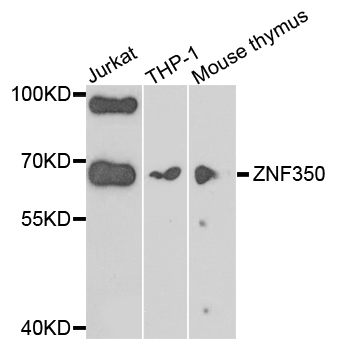 ZNF350 Antibody - Western blot analysis of extracts of various cells.