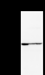 ZNF354A Antibody - Detection of ZNF354A by Western blot. Samples: Whole cell lysate from human HeLa (H, 25 ug) , mouse NIH3T3 (M, 25 ug) and rat F2408 (R, 25 ug) cells. Predicted molecular weight: 69 kDa
