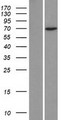 ZNF354C Protein - Western validation with an anti-DDK antibody * L: Control HEK293 lysate R: Over-expression lysate