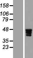 ZNF362 Protein - Western validation with an anti-DDK antibody * L: Control HEK293 lysate R: Over-expression lysate