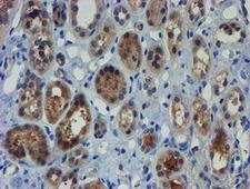 ZNF365 Antibody - IHC of paraffin-embedded Human Kidney tissue using anti-ZNF365 mouse monoclonal antibody.