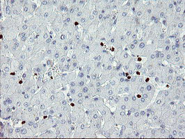 ZNF365 Antibody - IHC of paraffin-embedded Human liver tissue using anti-ZNF365 mouse monoclonal antibody.