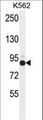 ZNF366 Antibody - ZNF366 Antibody western blot of K562 cell line lysates (35 ug/lane). The ZNF366 antibody detected the ZNF366 protein (arrow).
