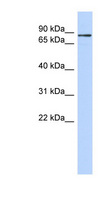 ZNF366 Antibody - ZNF366 antibody Western blot of 721_B cell lysate. This image was taken for the unconjugated form of this product. Other forms have not been tested.