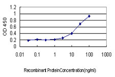 ZNF37A Antibody - Detection limit for recombinant GST tagged ZNF37A is approximately 1 ng/ml as a capture antibody.