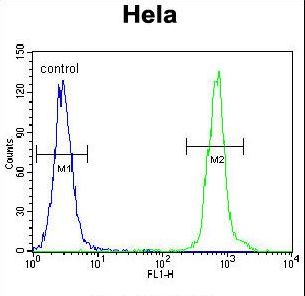 ZNF384 Antibody - ZNF384 Antibody flow cytometry of HeLa cells (right histogram) compared to a negative control cell (left histogram). FITC-conjugated goat-anti-rabbit secondary antibodies were used for the analysis.