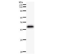 ZNF384 Antibody - Western blot analysis of immunized recombinant protein, using anti-ZNF384 monoclonal antibody.