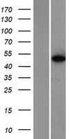 ZNF384 Protein - Western validation with an anti-DDK antibody * L: Control HEK293 lysate R: Over-expression lysate