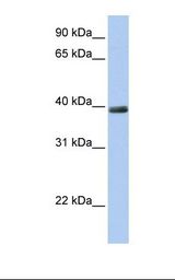 ZNF391 Antibody - 721_B cell lysate. Antibody concentration: 1.0 ug/ml. Gel concentration: 12%.  This image was taken for the unconjugated form of this product. Other forms have not been tested.