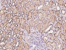 ZNF391 Antibody - Immunochemical staining of human ZNF391 in human kidney with rabbit polyclonal antibody at 1:100 dilution, formalin-fixed paraffin embedded sections.
