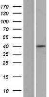ZNF391 Protein - Western validation with an anti-DDK antibody * L: Control HEK293 lysate R: Over-expression lysate