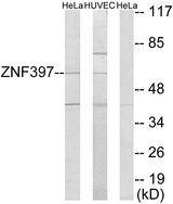 ZNF397 Antibody - Western blot analysis of lysates from HeLa and HUVEC cells, using ZNF397 Antibody. The lane on the right is blocked with the synthesized peptide.