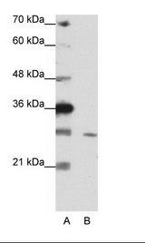 ZNF397 Antibody - A: Marker, B: HepG2 Cell Lysate.  This image was taken for the unconjugated form of this product. Other forms have not been tested.