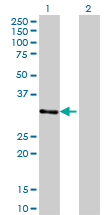 ZNF397 Antibody - Western blot of ZNF397 expression in transfected 293T cell line by ZNF397 monoclonal antibody (M02), clone 1F8.