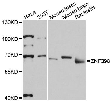 ZNF398 Antibody - Western blot analysis of extracts of various cell lines, using ZNF398 antibody at 1:3000 dilution. The secondary antibody used was an HRP Goat Anti-Rabbit IgG (H+L) at 1:10000 dilution. Lysates were loaded 25ug per lane and 3% nonfat dry milk in TBST was used for blocking. An ECL Kit was used for detection and the exposure time was 90s.