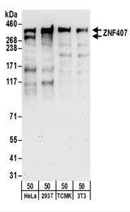 ZNF407 Antibody - Detection of Human and Mouse ZNF407 by Western Blot. Samples: Whole cell lysate (50 ug) from HeLa, 293T, mouse TCMK-1, and mouse NIH3T3 cells. Antibodies: Affinity purified rabbit anti-ZNF407 antibody used for WB at 0.1 ug/ml. Detection: Chemiluminescence with an exposure time of 3 minutes.