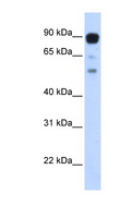 ZNF408 / PRDM17 Antibody - ZNF408 antibody Western blot of Transfected 293T cell lysate. This image was taken for the unconjugated form of this product. Other forms have not been tested.