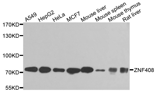 ZNF408 / PRDM17 Antibody - Western blot analysis of extracts of various cells.