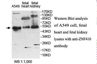ZNF410 Antibody