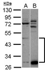 ZNF410 Antibody - Sample (30 ug of whole cell lysate) A: A549 B: HepG2 10% SDS PAGE ZNF410 antibody diluted at 1:1000