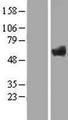 ZNF410 Protein - Western validation with an anti-DDK antibody * L: Control HEK293 lysate R: Over-expression lysate
