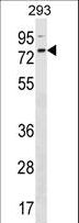 ZNF416 Antibody - ZNF416 Antibody western blot of 293 cell line lysates (35 ug/lane). The ZNF416 Antibody detected the ZNF416 protein (arrow).