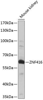 ZNF416 Antibody - Western blot analysis of extracts of mouse kidney using ZNF416 Polyclonal Antibody at dilution of 1:1000.