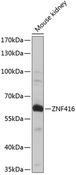 ZNF416 Antibody - Western blot analysis of extracts of mouse kidney using ZNF416 Polyclonal Antibody at dilution of 1:1000.