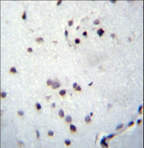 ZNF417 Antibody - ZNF417 Antibody immunohistochemistry of formalin-fixed and paraffin-embedded human brain tissue followed by peroxidase-conjugated secondary antibody and DAB staining.