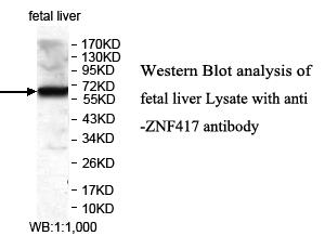 ZNF417 Antibody