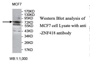 ZNF418 Antibody