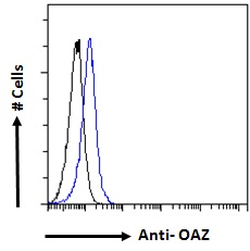 ZNF423 / OAZ Antibody - ZNF423 / OAZ antibody flow cytometric analysis of paraformaldehyde fixed Kelly cells (blue line), permeabilized with 0.5% Triton. Primary incubation 1hr (10ug/ml) followed by Alexa Fluor 488 secondary antibody (1ug/ml). IgG control: Unimmunized goat IgG (black line) followed by Alexa Fluor 488 secondary antibody.