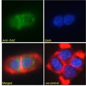 ZNF423 / OAZ Antibody - ZNF423 / OAZ antibody immunofluorescence analysis of paraformaldehyde fixed A431 cells, permeabilized with 0.15% Triton. Primary incubation 1hr (10ug/ml) followed by Alexa Fluor 488 secondary antibody (2ug/ml), showing nuclear staining. Actin filaments were stained with phalloidin (red) and The nuclear stain is DAPI (blue). Negative control: Unimmunized goat IgG (10ug/ml) followed by Alexa Fluor 488 secondary antibody (2ug/ml).