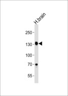 ZNF423 / OAZ Antibody - Western blot of lysate from human brain tissue lysate with ZNF423 Antibody. Antibody was diluted at 1:1000. A goat anti-rabbit IgG H&L (HRP) at 1:5000 dilution was used as the secondary antibody. Lysate at 35 ug.