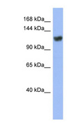 ZNF423 / OAZ Antibody - ZNF423 antibody Western blot of HT1080 cell lysate. This image was taken for the unconjugated form of this product. Other forms have not been tested.